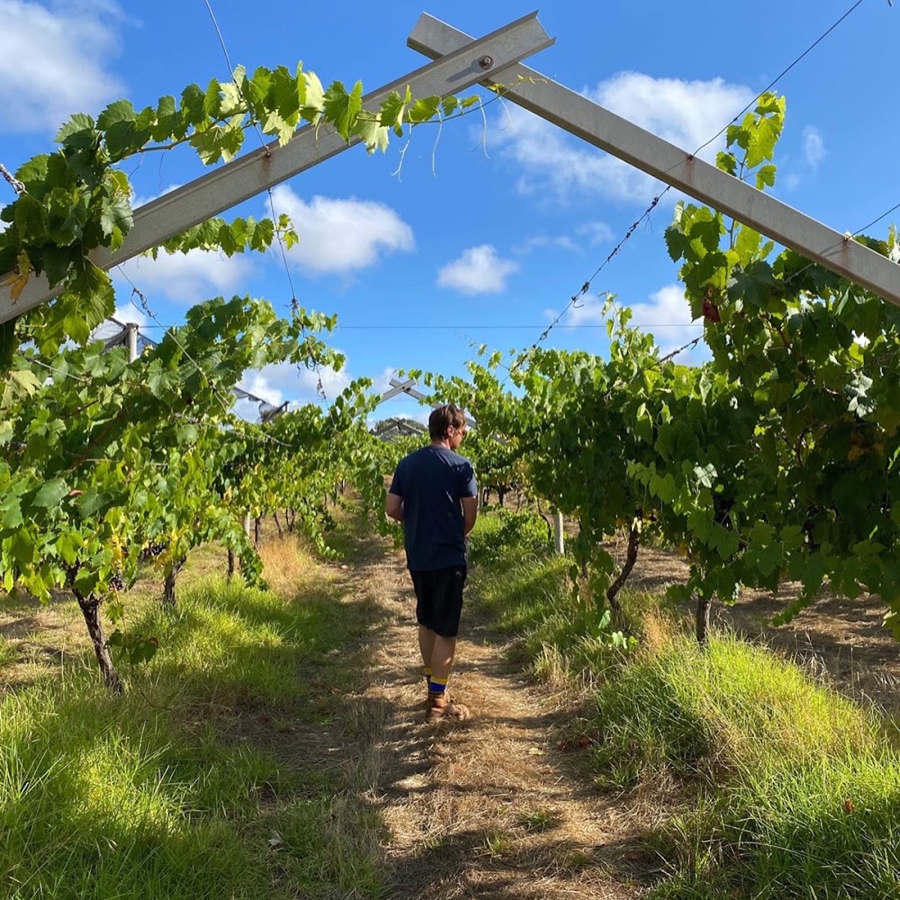 Settlers Ridge Organic Wines - Tastings by Appointment Only